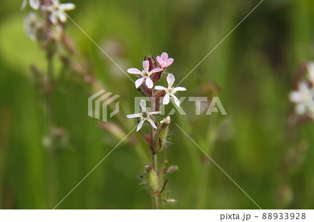 シロバナマンテマ 88933928