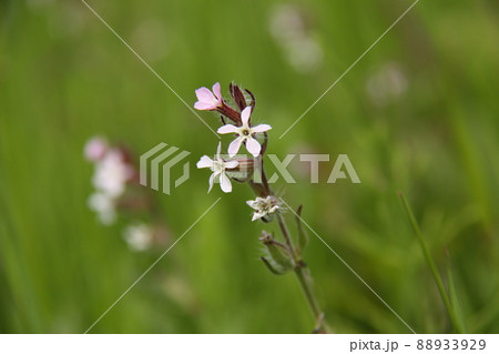 シロバナマンテマ 88933929