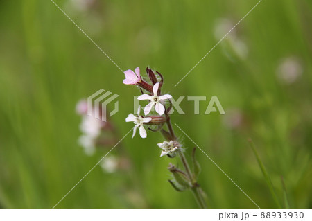 シロバナマンテマ 88933930