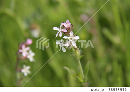 シロバナマンテマ 88933931