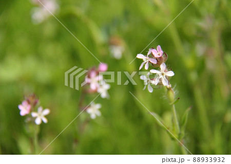 シロバナマンテマ 88933932