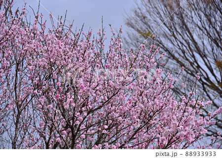 桃の花木 88933933