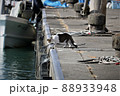 港で見かけた猫の風景③～小鳥に逃げられてしまった猫～ 88933948