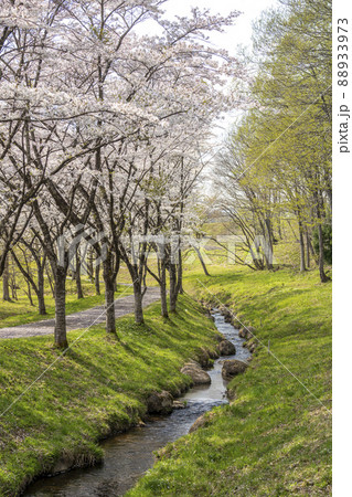 春の七ヶ宿公園　満開の桜並木　宮城県七ヶ宿町 88933973