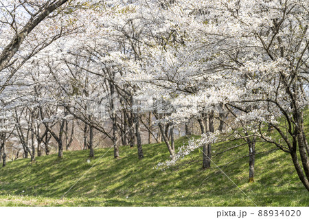 春の七ヶ宿公園　満開の桜並木　宮城県七ヶ宿町 88934020