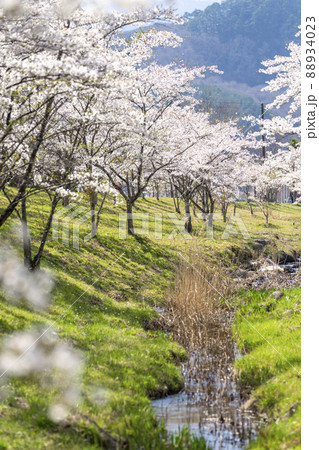 春の七ヶ宿公園　満開の桜並木　宮城県七ヶ宿町 88934023