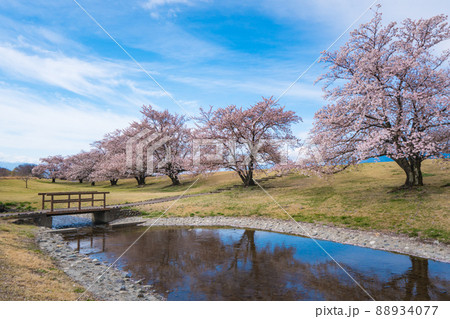 信玄堤公園の桜風景 88934077