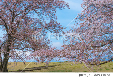 信玄堤公園の桜風景 88934078