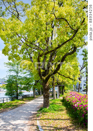 川沿いに続く河岸公園です。明るい雰囲気にどうぞ。広島市 川沿いに続く河岸公園です。明るい雰囲気にどうぞ。広島市 88934256