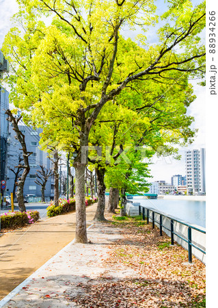 川沿いに続く河岸公園です。明るい雰囲気にどうぞ。広島市 川沿いに続く河岸公園です。明るい雰囲気にどうぞ。広島市 88934266