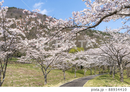 春の七ヶ宿公園 満開の桜並木 宮城県七ヶ宿町 春の七ヶ宿公園 満開の桜並木 宮城県七ヶ宿町 88934410