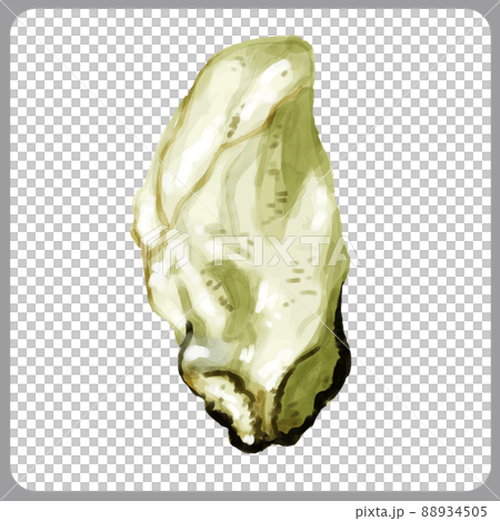 Hand drawn watercolor raw oyster illustration Hand drawn watercolor raw oyster illustration 88934505