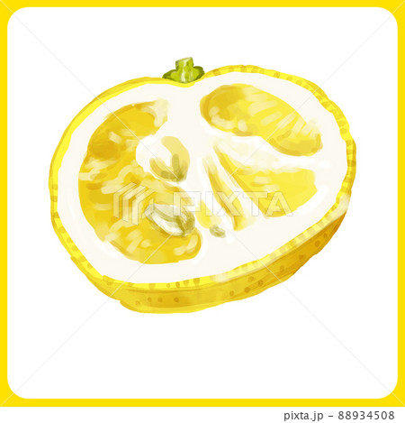手描き水彩の花柚子断面イラスト 88934508