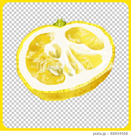 手描き水彩の花柚子断面イラスト 88934508