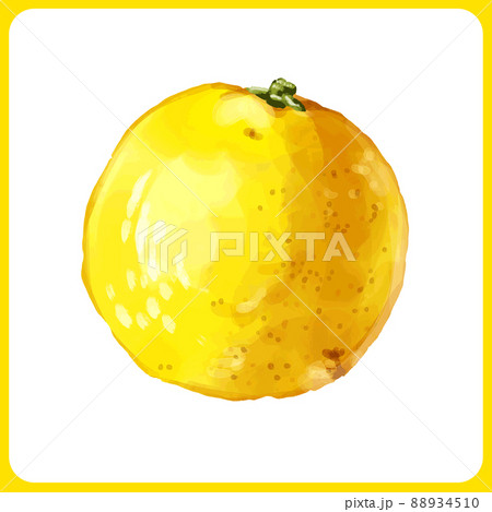 手描き水彩の花柚子イラスト 88934510