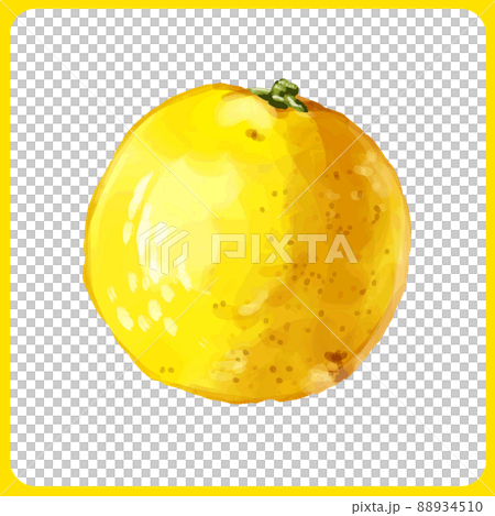 Hand drawn watercolor flower yuzu illustration 88934510