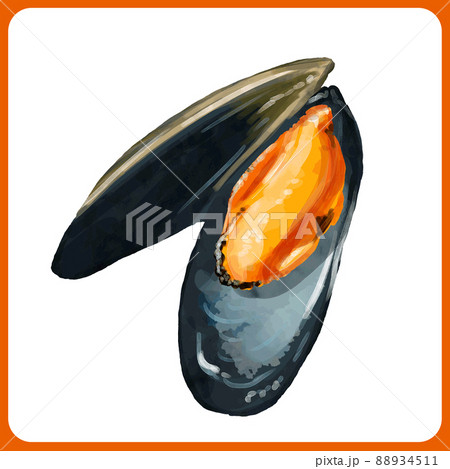手描き水彩のムール貝イラスト 88934511