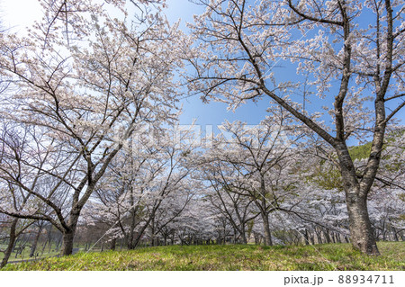 春の七ヶ宿公園 満開の桜並木 宮城県七ヶ宿町 春の七ヶ宿公園 満開の桜並木 宮城県七ヶ宿町 88934711