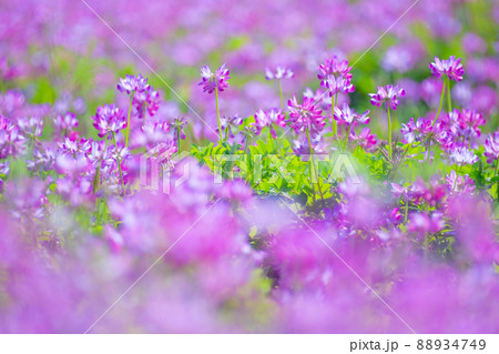 レンゲ畑 88934749