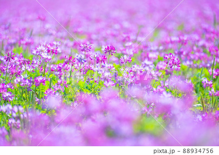 レンゲ畑 レンゲ畑 88934756