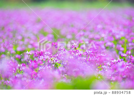 レンゲ畑 88934758