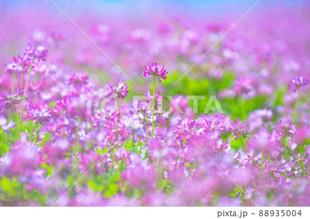 レンゲ畑 88935004