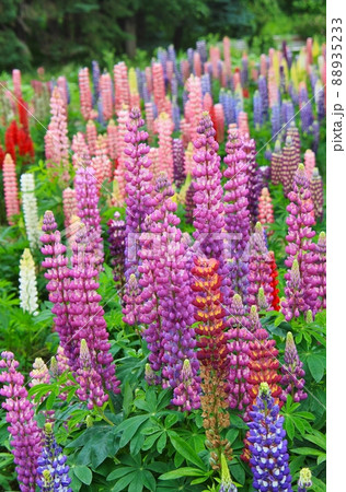 ルピナスの花 88935233