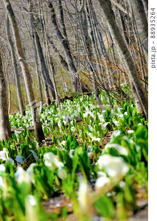 雪解け後の湿地に咲き誇る水芭蕉 88935264