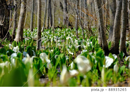 雪解け後の湿地に咲き誇る水芭蕉 雪解け後の湿地に咲き誇る水芭蕉 88935265