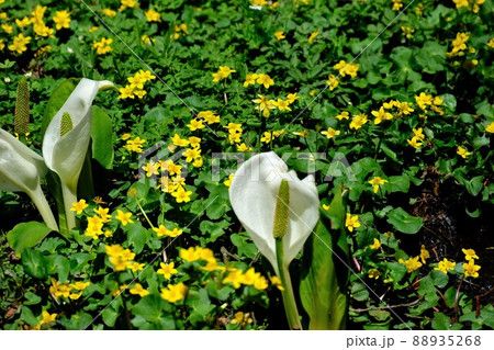雪解け後の湿地に咲き誇る水芭蕉 雪解け後の湿地に咲き誇る水芭蕉 88935268