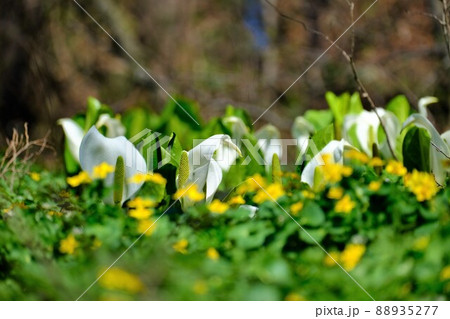 雪解け後の湿地に咲き誇る水芭蕉 88935277