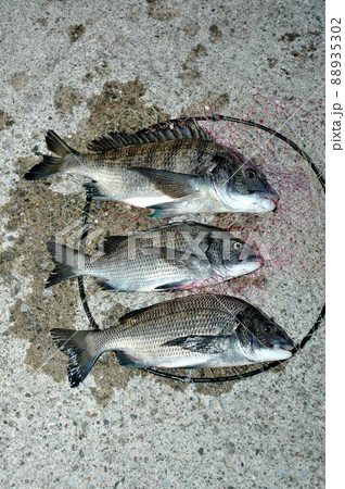 湘南のクロダイ釣り 88935302