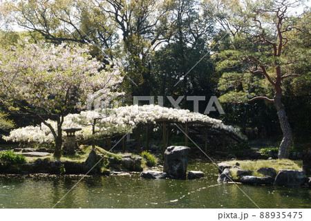 天赦園の白玉上り藤 天赦園の白玉上り藤 88935475