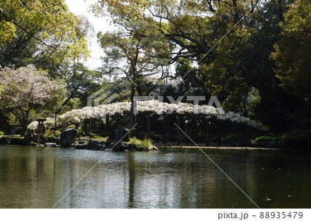 天赦園の白玉上り藤 天赦園の白玉上り藤 88935479
