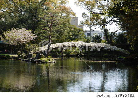 天赦園の白玉上り藤 天赦園の白玉上り藤 88935483