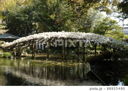 天赦園の白玉上り藤 天赦園の白玉上り藤 88935490
