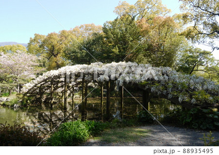 天赦園の白玉上り藤 88935495