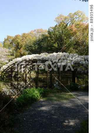 天赦園の白玉上り藤 88935496