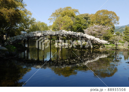 天赦園の白玉上り藤 88935508