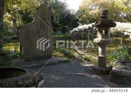 天赦園碑と白玉上り藤 88935519