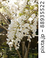 天赦園の白玉上り藤 88935522
