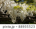 天赦園の白玉上り藤 88935523