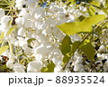 天赦園の白玉上り藤 88935524