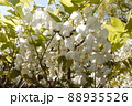 天赦園の白玉上り藤 88935526