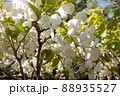 天赦園の白玉上り藤 88935527