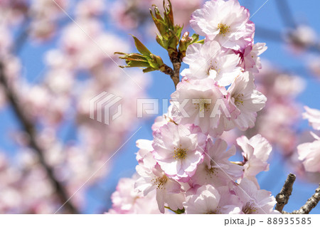 春の七ヶ宿公園　満開のベニユタカ　宮城県七ヶ宿町 88935585