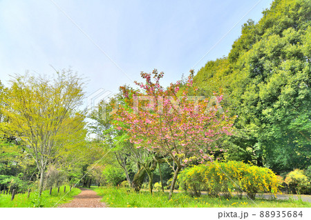 都立 小山内裏公園／尾根緑道(東京都町田市)【2022.4】 88935684