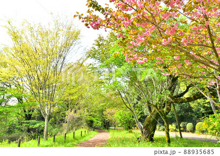 都立 小山内裏公園/尾根緑道(東京都町田市)【2022.4】 都立 小山内裏公園/尾根緑道(東京都町田市)【2022.4】 88935685