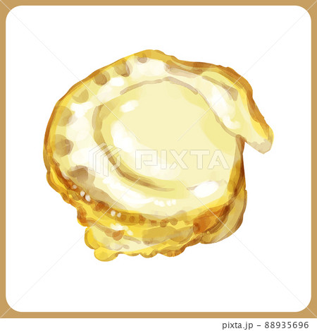 手描き水彩の帆立イラスト 手描き水彩の帆立イラスト 88935696