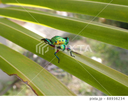 カラフルな虫 カラフルな虫 88936234